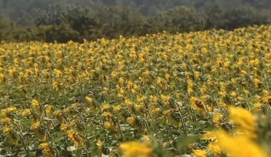 'It just brightens your day': 50-acre sunflower field offers peaceful retreat at St. Luke's Anderson Campus | Bethlehem Area