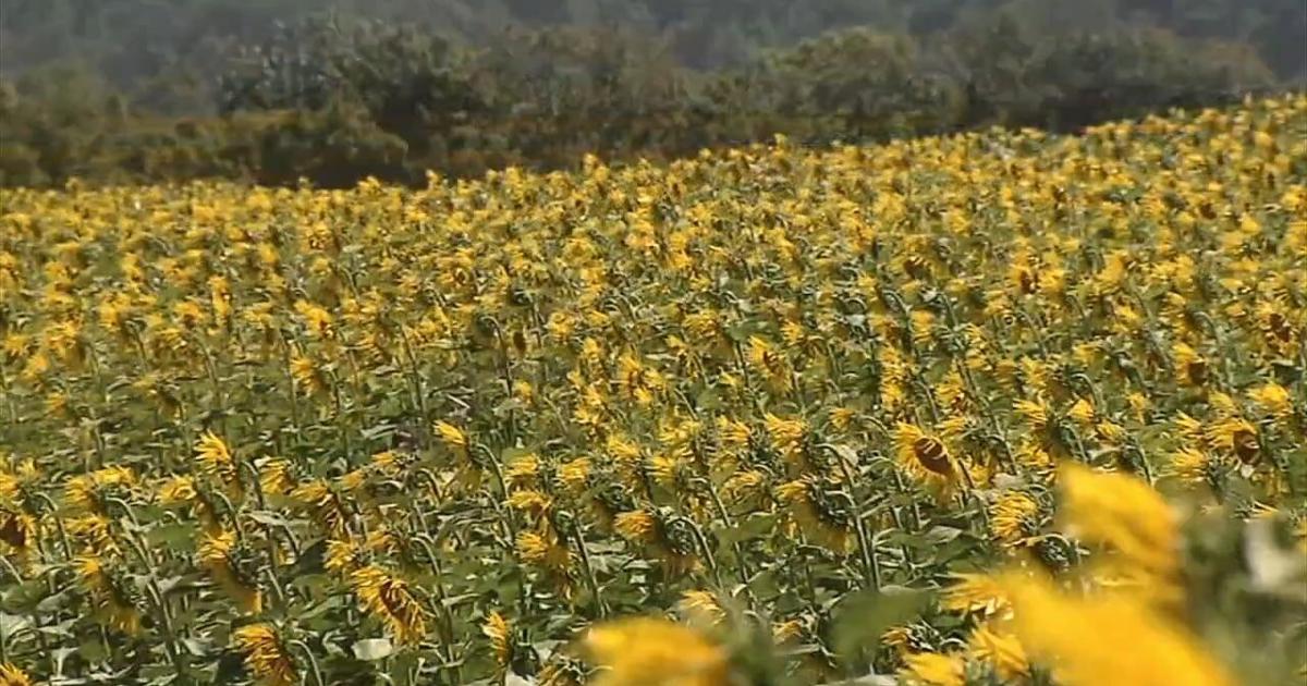 'It just brightens your day': 50-acre sunflower field offers peaceful retreat at St. Luke's Anderson Campus | Bethlehem Area