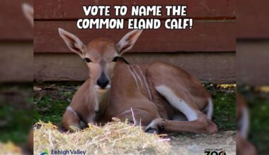 Lehigh Valley Zoo welcomes new baby eland, seeks name suggestions from public | Allentown Area