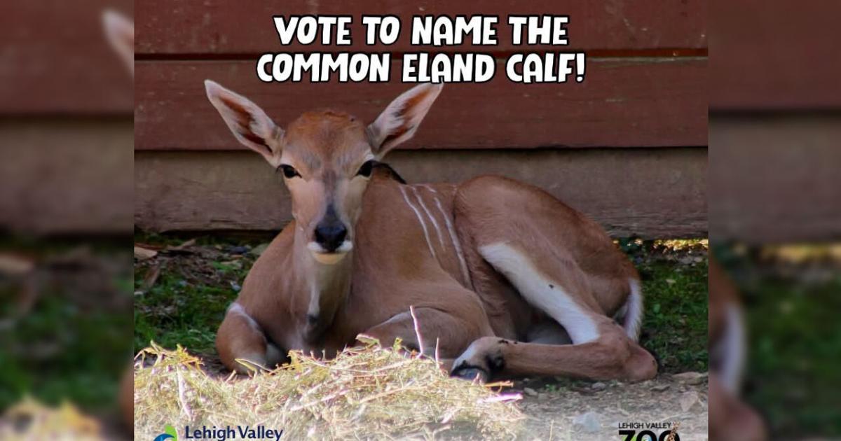 Lehigh Valley Zoo welcomes new baby eland, seeks name suggestions from public | Allentown Area