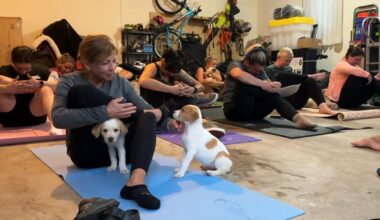 'Puppy yoga' helps to raise money for rescue, find forever homes | Reading Area