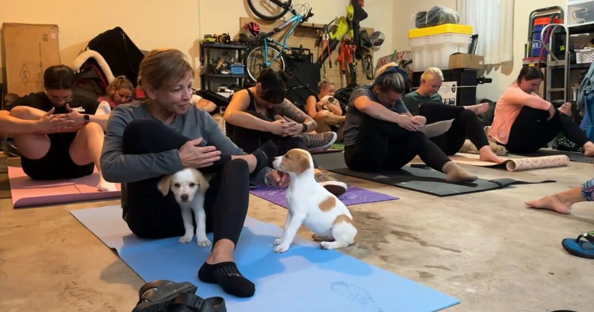 'Puppy yoga' helps to raise money for rescue, find forever homes | Reading Area