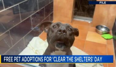 National ‘Clear The Shelters Day’ at Berks County animal shelters | Berks Regional News