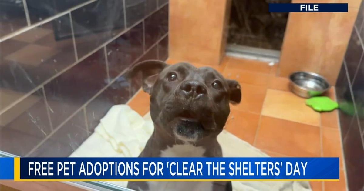 National ‘Clear The Shelters Day’ at Berks County animal shelters | Berks Regional News