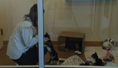 Waived fees for cats, dogs, and other pets at Reading shelter event | Berks Regional News