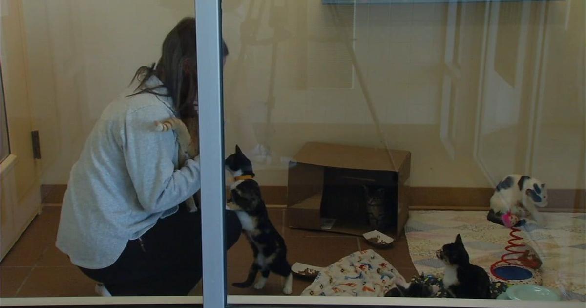 Waived fees for cats, dogs, and other pets at Reading shelter event | Berks Regional News