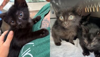 State Police Erie Seek Suspect in Kitten Abandonment Case | News