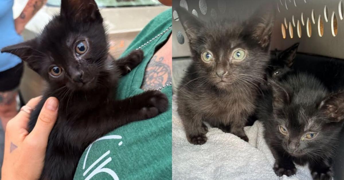 State Police Erie Seek Suspect in Kitten Abandonment Case | News