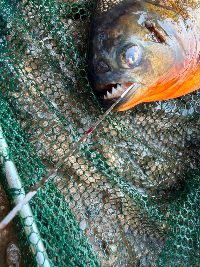 A piranha caught in a net, with a hook in its mouth.