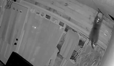 Raccoon crashes through ceiling of Allegheny County business, wreaks havoc on store