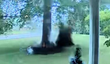 Doorbell camera captures lightning striking tree in York County, Pa.