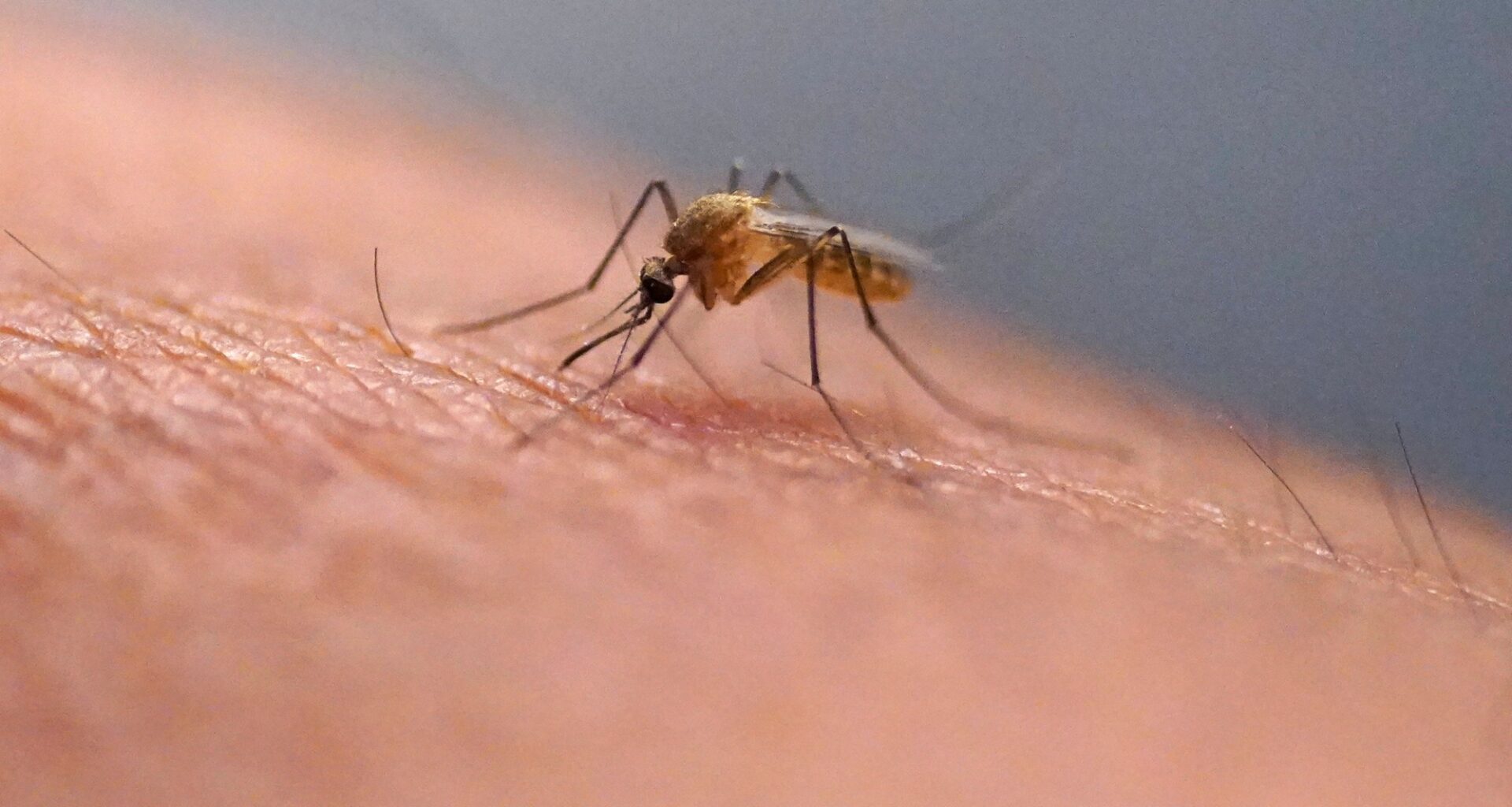 No human West Nile cases yet in Lackawanna after one virus death last year
