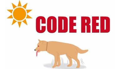 Code Red issued by Animal Rescue League for Reading pets