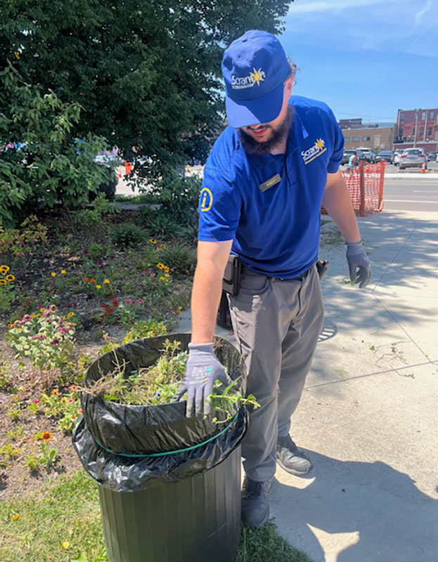 A man fills a garbage can with pulled weeds in downtown Scranton, PA.