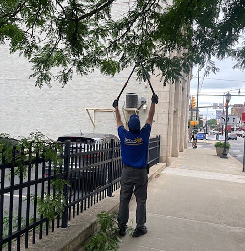 A man uses a trimming tool to reach high branches in a tree in Scranton, PA.