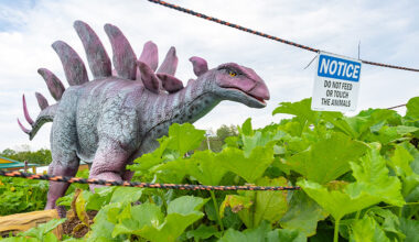 Jurassic Farm Dino Fest | North Abington Twp., PA