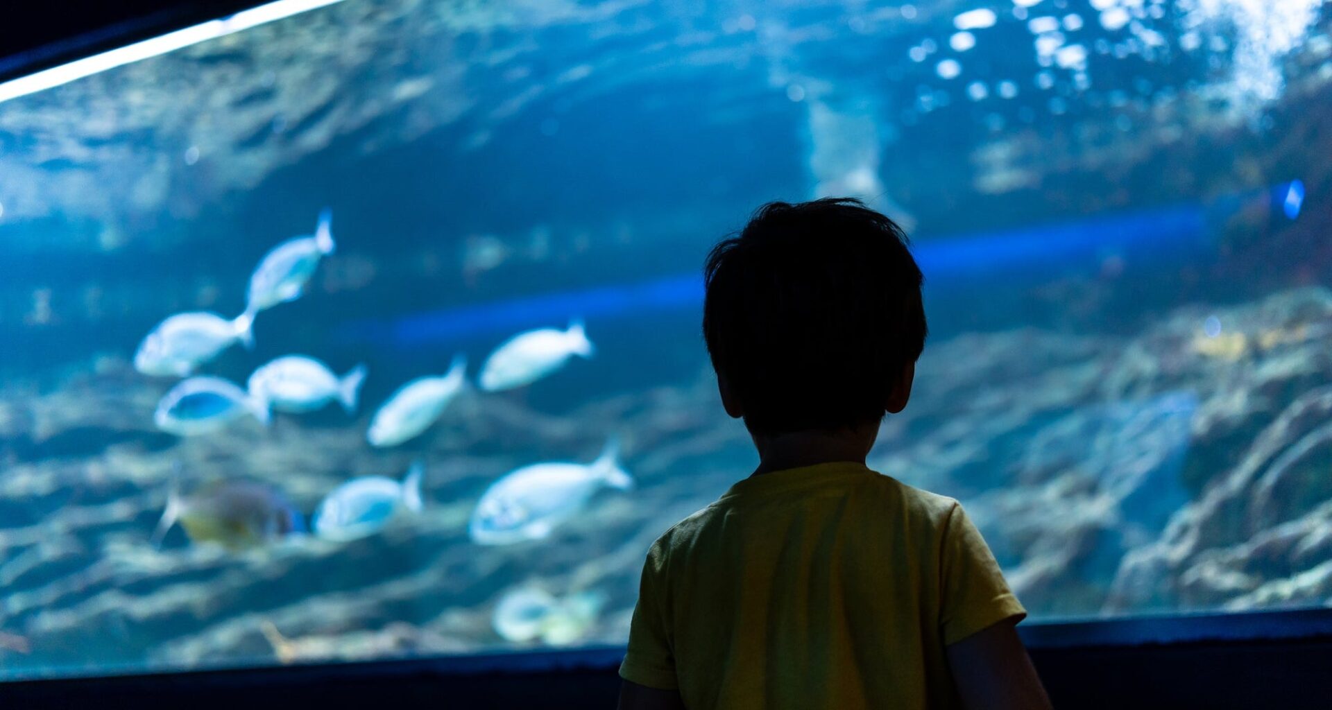Adventure Aquarium Offers Free Year-Long Pass for Kids Aged 2-5