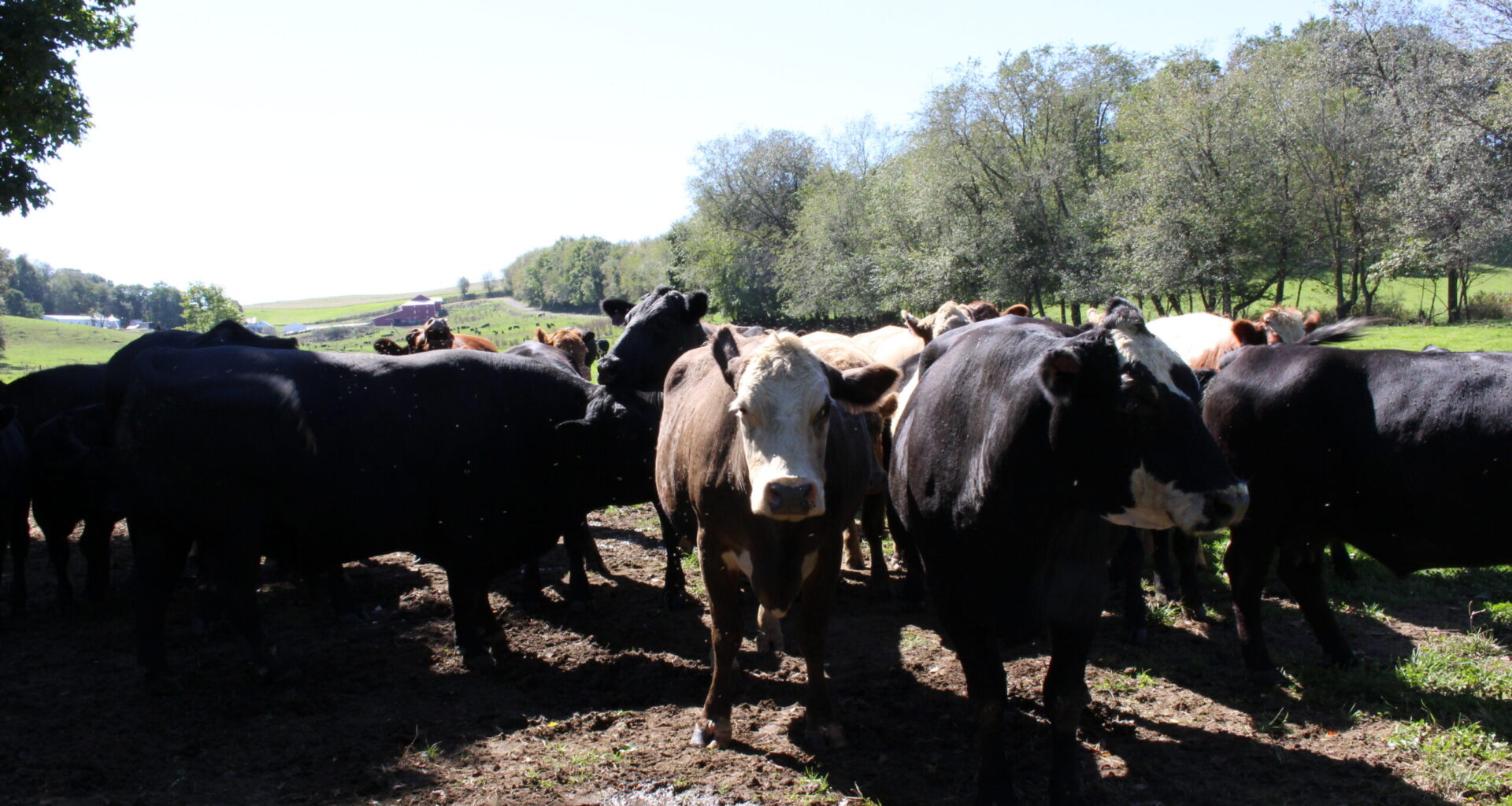 The Pennsylvania cattle industry is concerned about Trump’s beef imports 
