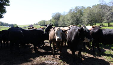 The Pennsylvania cattle industry is concerned about Trump’s beef imports 
