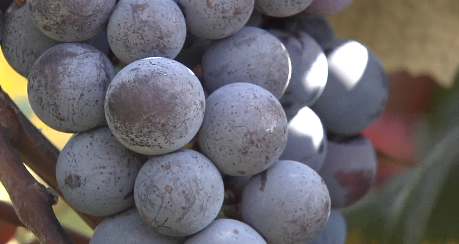 USDA Stepping in Again to Support Lake Erie’s Concord Grape Industry Following Exit of Major Processor 