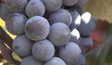 USDA Stepping in Again to Support Lake Erie’s Concord Grape Industry Following Exit of Major Processor 