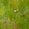 a flower with a yellow disc fringed with red, on a long stalk with green vegetation behind it.