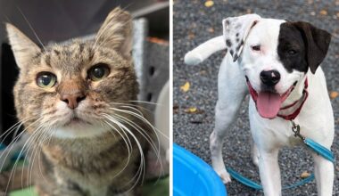 ARL free pet adoption event to be held Friday through Sunday