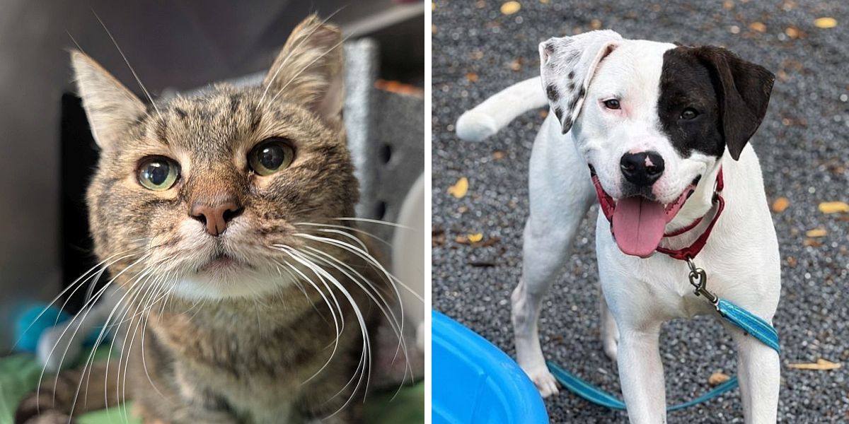 ARL free pet adoption event to be held Friday through Sunday