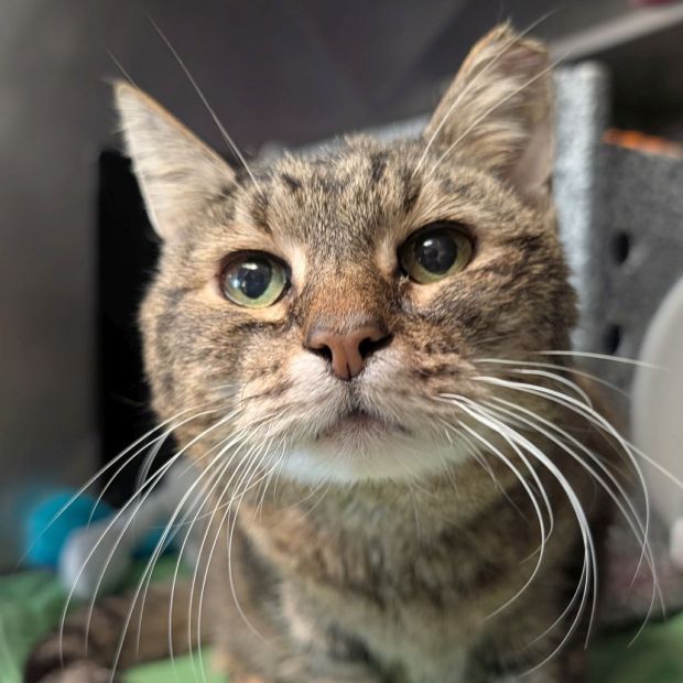 Tabby cat closeup of face