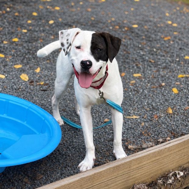 Black and white dog with a leash on standing on asphalt next to a baby pool