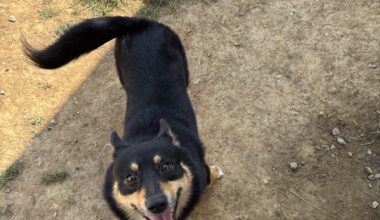 Berks readers help Barkley find a forever home through Pages for Pets