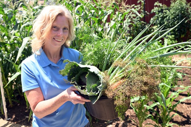 Kelly Rismiller of Exeter Township, director of leadership and volunteer recruitment, harvests vegetables at the West Lawn United Methodist Church Community Garden, 100 Woodside Ave. (BILL UHRICH/READING EAGLE)