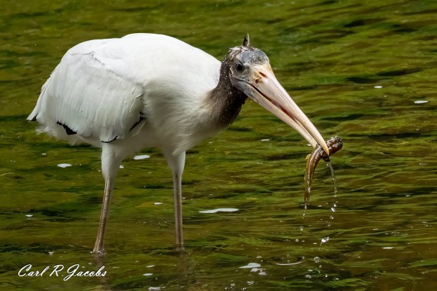 A wood stork, a rare visitor from the South, catches a fish in the Saucony Creek in Richmond Township on Saturday. (Courtesy of Carl R. Jacobs)