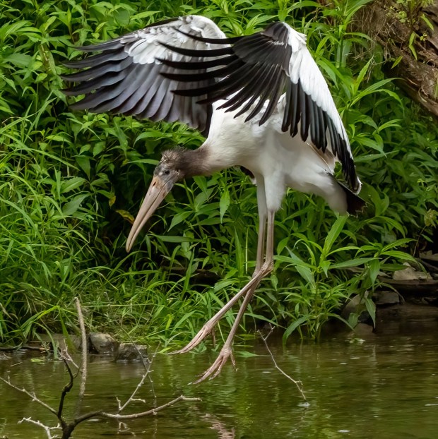 The rare wood stork alights on the Saucony Creek in Richmond Township on Saturday. (Courtesy of Carl R. Jacobs)