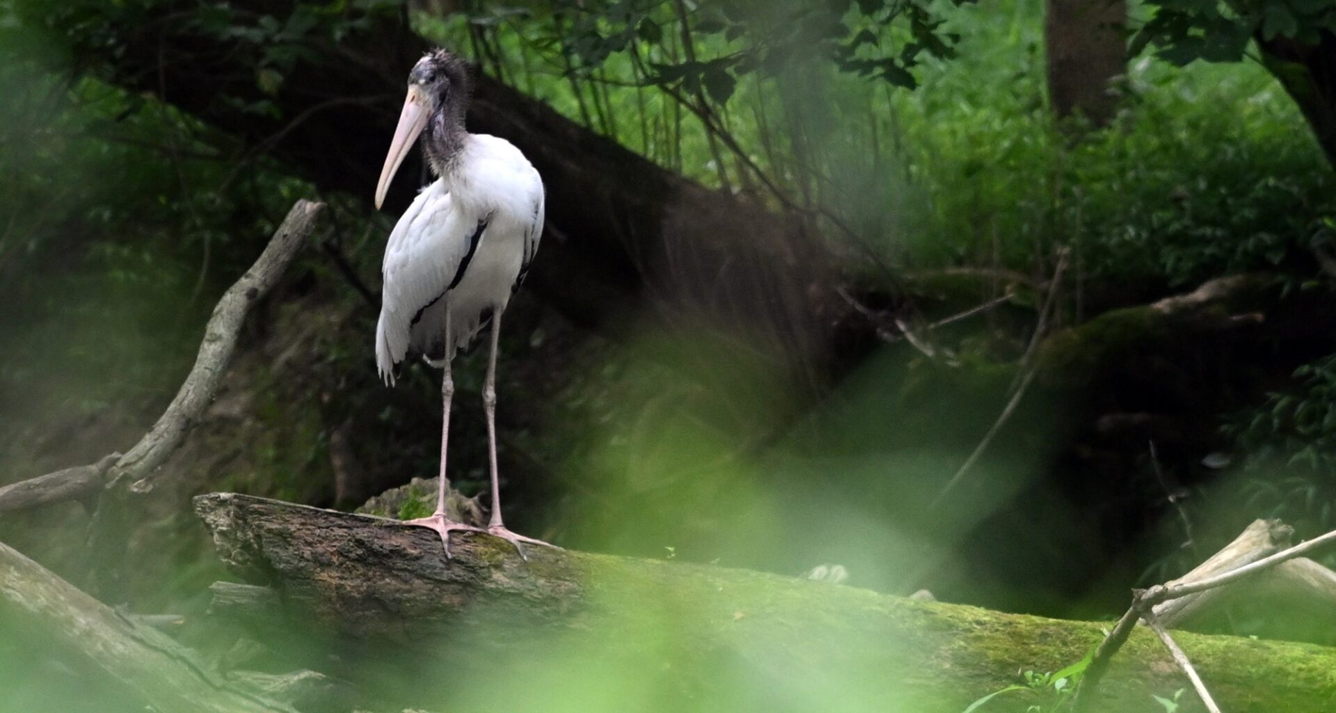 Rare bird drops into Berks, setting off a birding rush