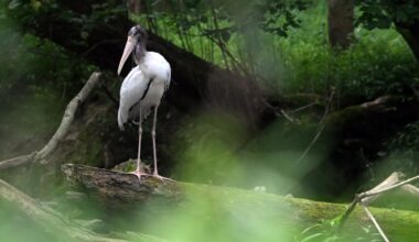 Rare bird drops into Berks, setting off a birding rush
