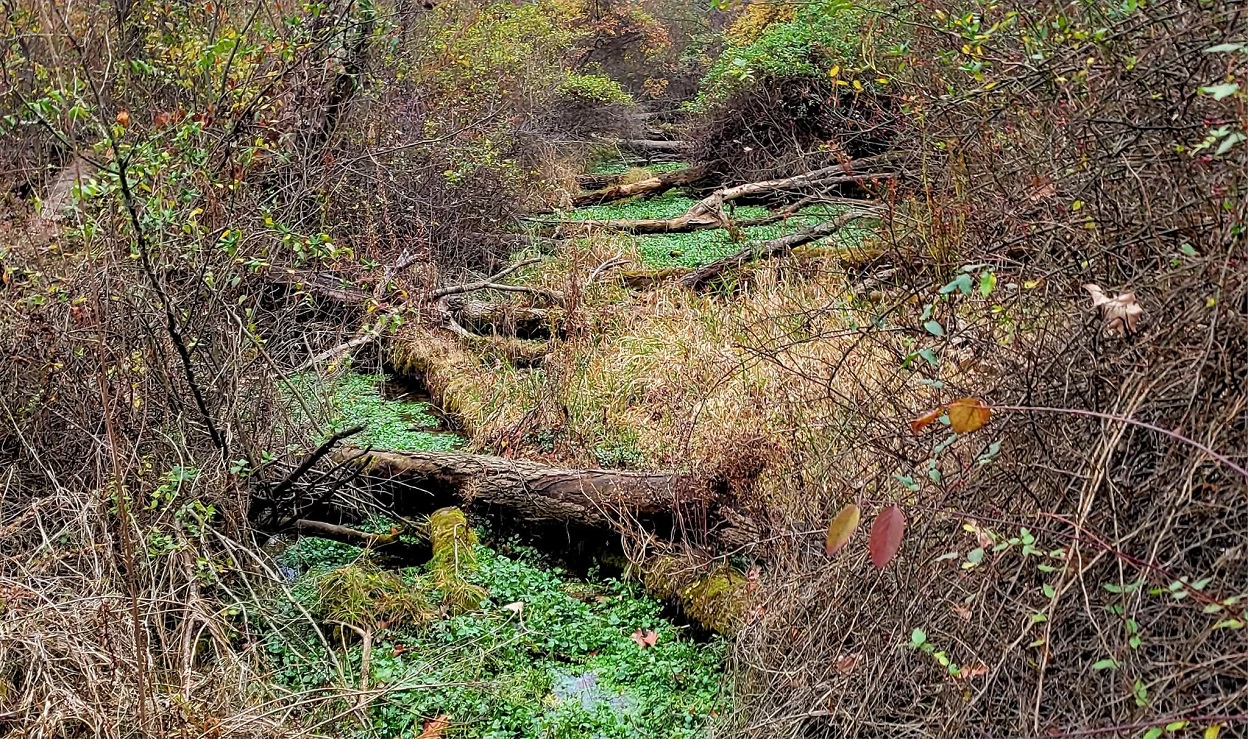 Pennsylvania’s Eastern Mississauga is the rattlesnake no one talks about – Pottsville Republican Herald