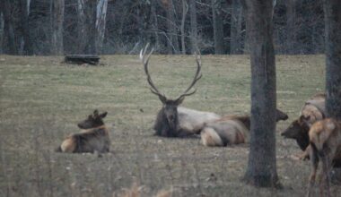 Keep an eye out for, but be ‘Elk Smart,’ on odyssey to Pennsylvania’s elk range – Pottsville Republican Herald
