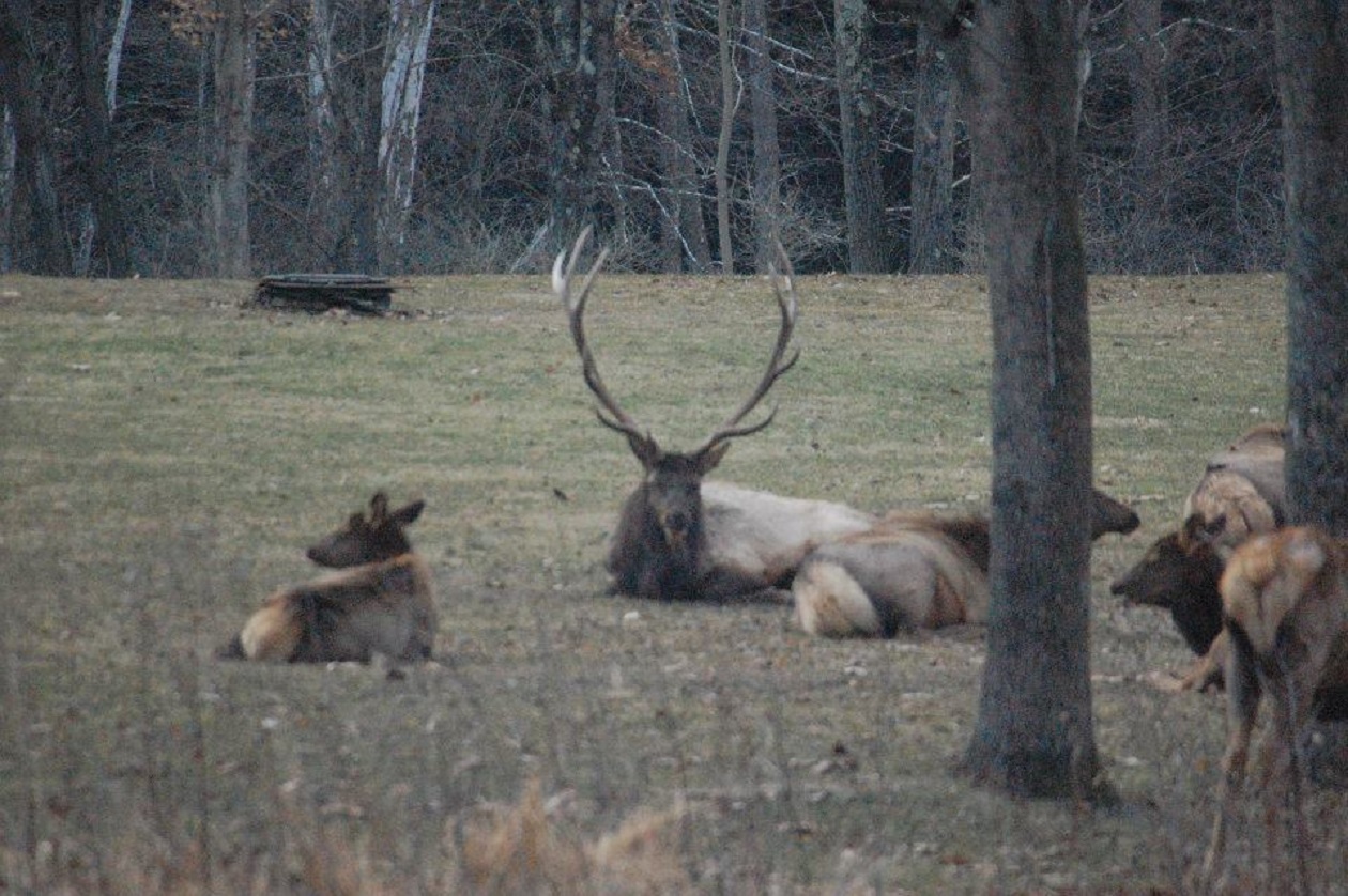 Keep an eye out for, but be ‘Elk Smart,’ on odyssey to Pennsylvania’s elk range – Pottsville Republican Herald