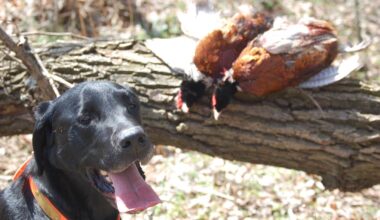 Martz’s specials give hunters an early jump to October pheasant seasons – Pottsville Republican Herald
