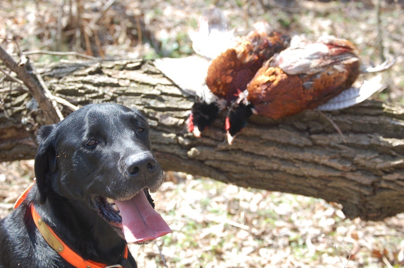 Martz’s specials give hunters an early jump to October pheasant seasons – Pottsville Republican Herald