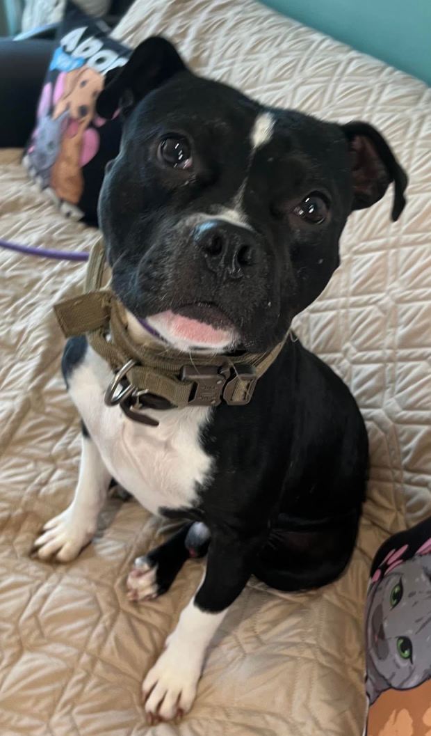 Dozer is a year and a half old and 33 pounds, and is recovering from an unsettling home life. He loves other dogs but should go to a home without children. (COURTESY OF GRIFFIN POND ANIMAL SHELTER)