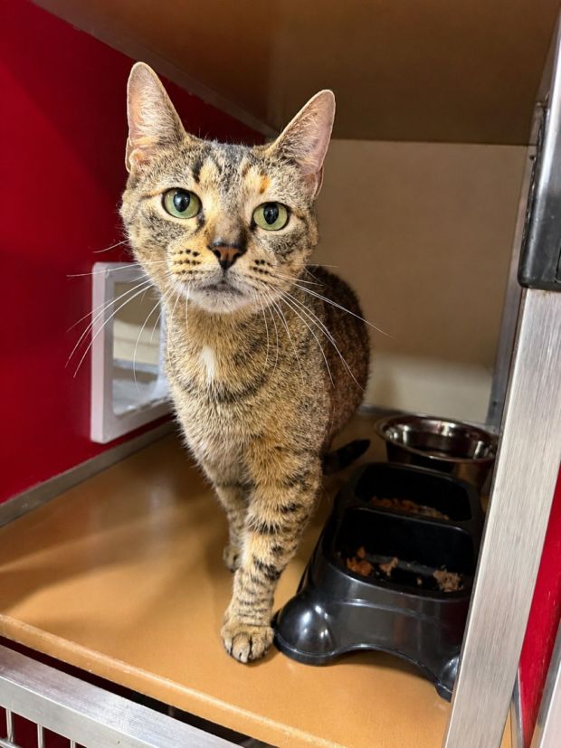 Marley is a 3-year-old cuddler who previously lived with other cats. (COURTESY OF GRIFFIN POND ANIMAL SHELTER)
