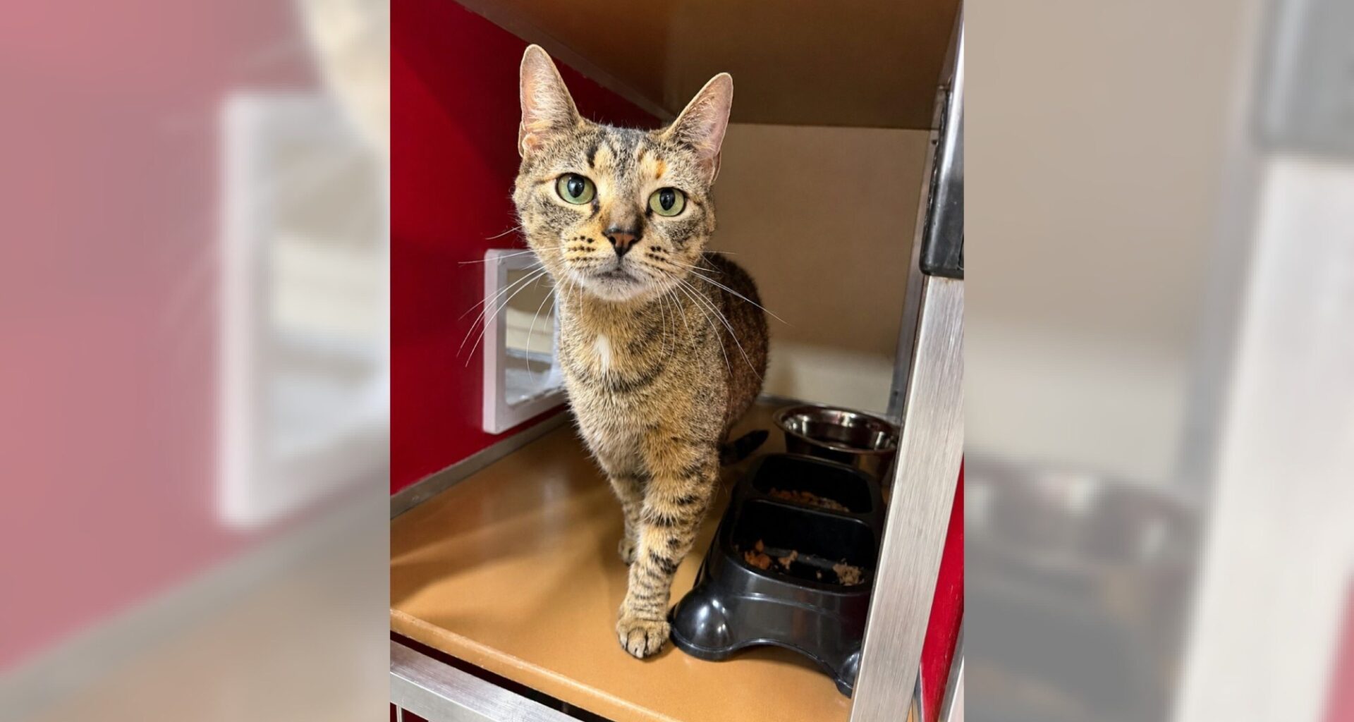 Pets of the Week, sponsored by Dr. PAWS, August 30, 2026