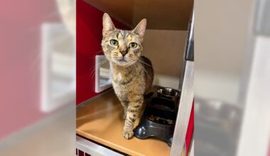 Pets of the Week, sponsored by Dr. PAWS, August 30, 2026