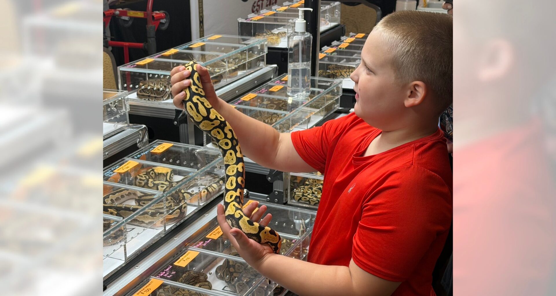 A place for all animals: Electric City Reptile Expo aims to silence stigmas