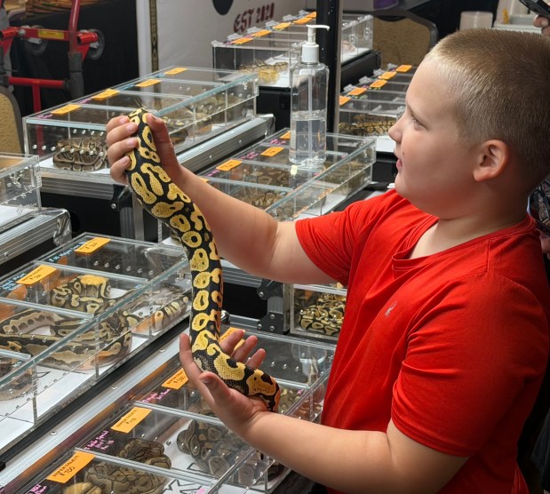 Brian Mennig, 6, of North Abington Twp., handles a ball python during the Electric City Reptile Expo Sunday at the Hilton Scranton & Conference Center. (ROBERT TOMKAVAGE/STAFF PHOTO)