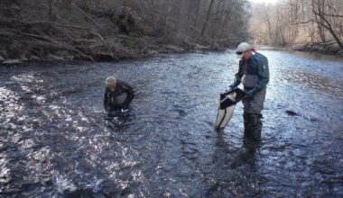 Insects from Schuylkill contain microplastics