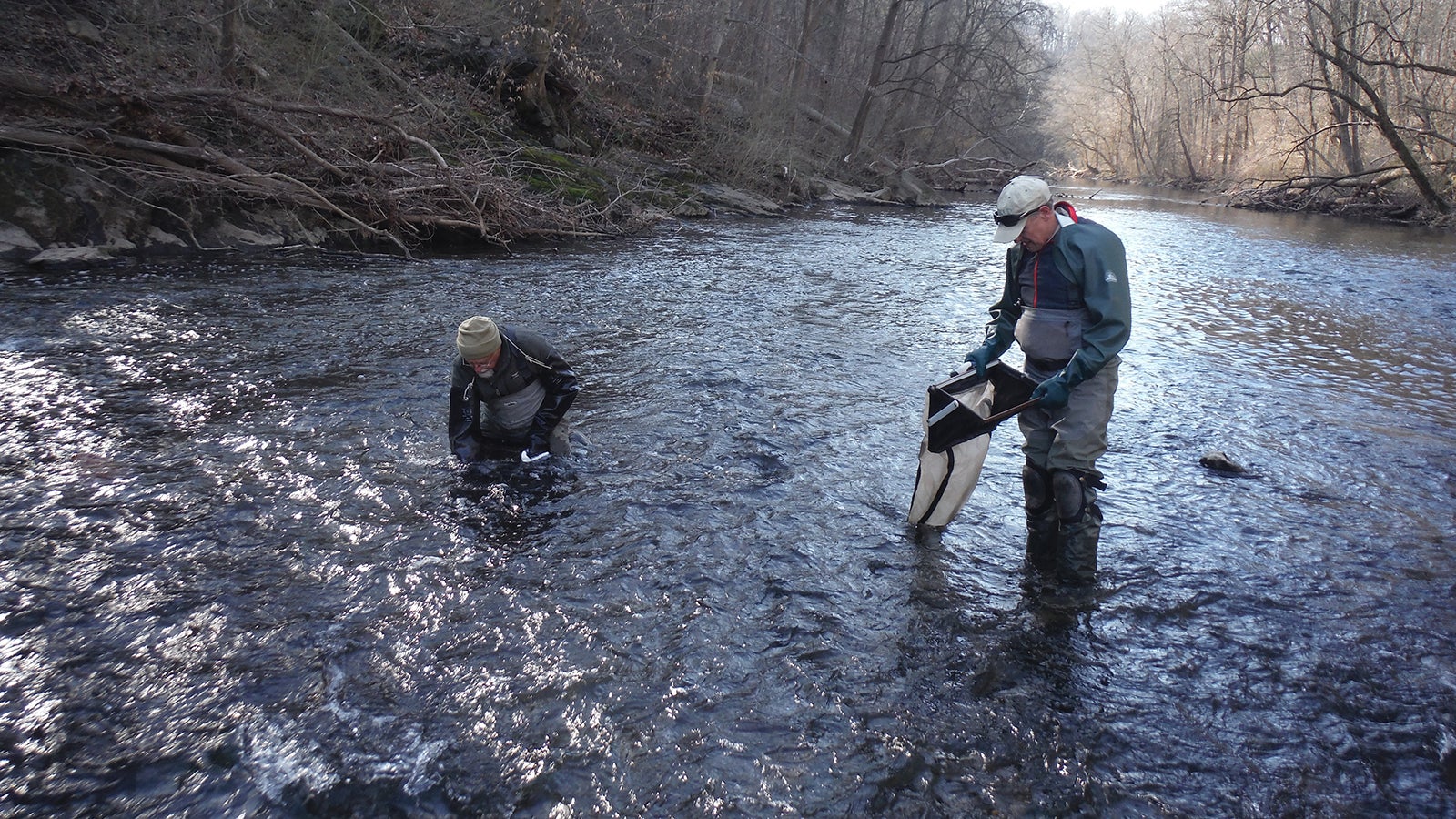 Insects from Schuylkill contain microplastics