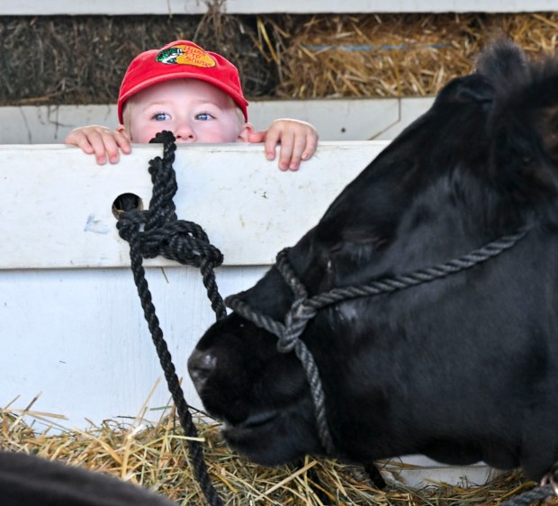 People enjoy the food, sights and sounds Friday, Aug. 29, 2025, at the Allentown Fair. The fair runs through Monday and opens at noon daily. Regular admission is $10; kids 12 and under enter for free. (April Gamiz/The Morning Call)